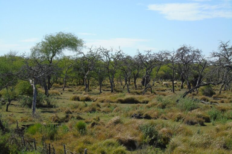 Ambiente - Proteccion de Bosques