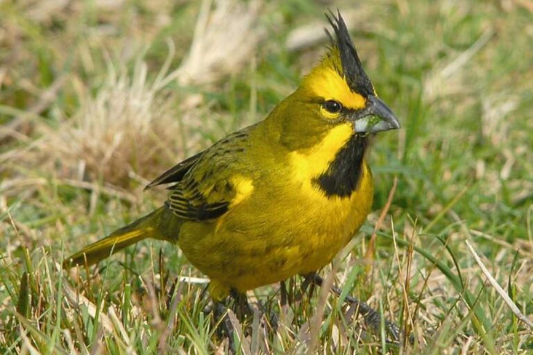 landscape_h__Gualeguaychu_1762531309