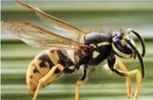 abejas